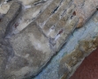 ange nimbé au Musée d’Art et d’Archéologie du Périgord (4)